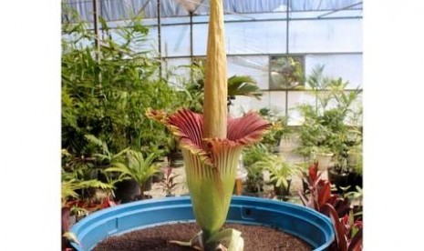 Bunga Bangkai Titan Arum