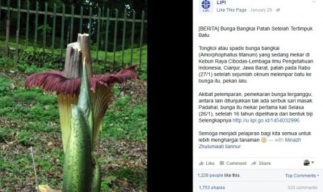 Bunga bangkai yang patah akibat ditimpuk batu di Kebun Raya Cibodas.