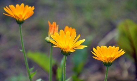 Bunga Calendula.