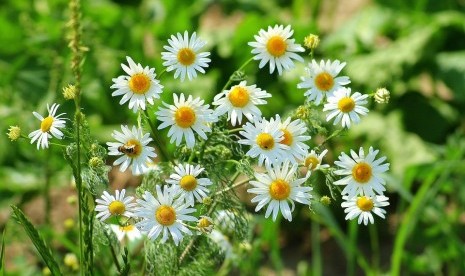 Bunga chamomile.