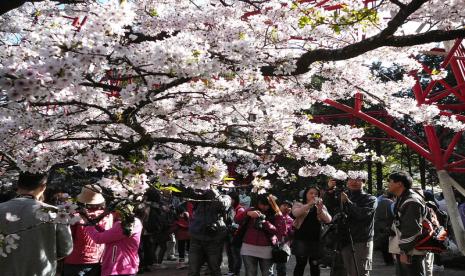 Bunga Cherry-Blossom mekar dan mewarnai panorama Nasional Gunung Alishan di Taiwan. Wisatawan asing kini tak lagi dihadapkan pada kewajiban karantina ketika tiba di Taiwan.