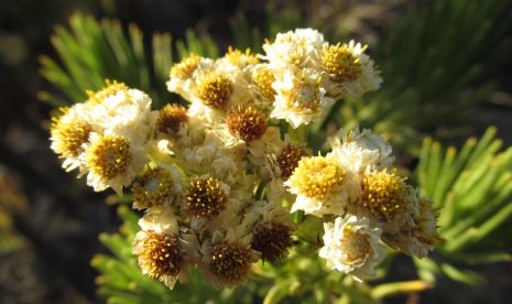 Bunga edelweiss.