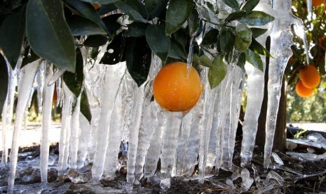  Bunga es terbentuk pada pohon jeruk di kebun jeruk di Redlands, California, Selasa (15/1).   (AP/Jae C. Hong)