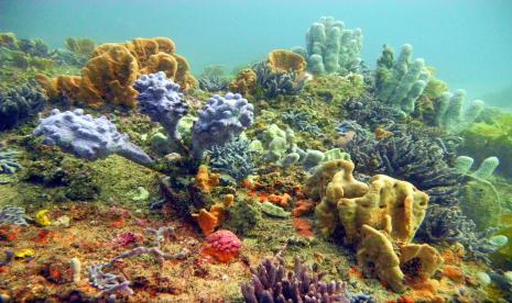 Bunga karang di laut (ilustrasi). Badan Riset dan Inovasi Nasional (BRIN) memperkuat riset kelautan di Tanah Air di berbagai aspek mulai dari sisi biodiversitas, kebencanaan, lingkungan hingga iklim.