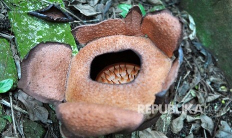 Bunga langka Rafflesia Patma mekar di Kebun Raya Bogor, Jawa Barat, Senin (16/9/2019).