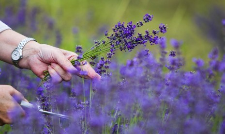 Bunga lavender sedang dipetik. Lavender termasuk tanaman hias yang cocok untuk ditempatkan di dalam rumah guna membantu meningkatkan kualitas tidur. Selain itu, ada sejumlah tanaman hias lainnya yang mendatangkan manfaat serupa.