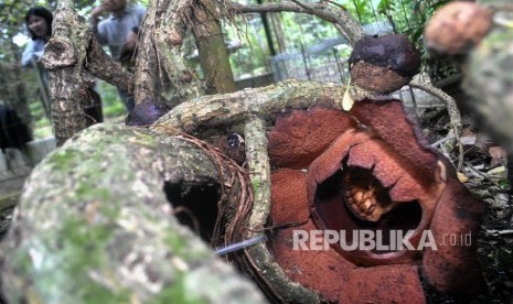 Bunga Padma (Rafflesia Patma Blume) mekar di Kebun Raya Bogor, Jawa Barat, pada September 2018 lalu.