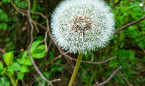 Bunga putih dari gulma dandelion di Norwegia.