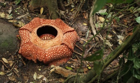 Bunga Rafflesia.