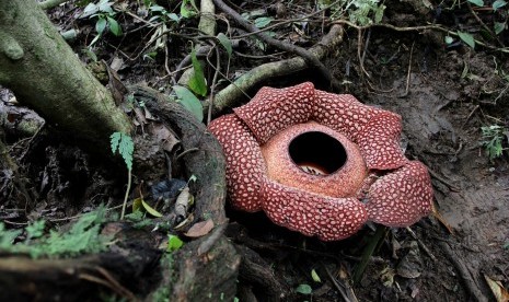 Bunga Rafflesia Arnoldii