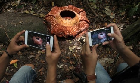 Rafflesia Kelopak Tujuh Menarik Banyak Pengunjung