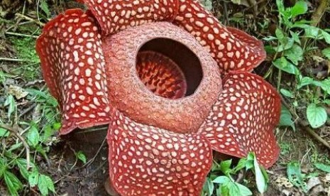 Bunga Rafflesia Arnoldii saat sedang mekar