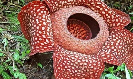 Bunga Rafflesia Bengkuluensis.