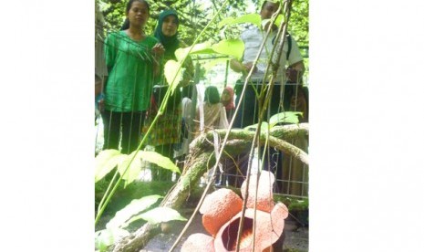 Bunga Rafflesia Patma yang mekar di Kebun Raya Bogor