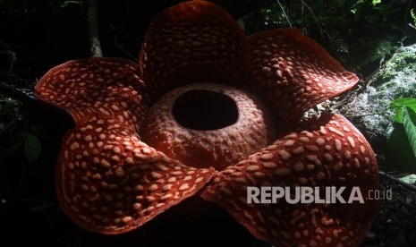 Bunga Rafflesia Tuan Mudae yang mekar di Jorong Marambuang, Nagari Baringin, Kecamatan Palembayan, Kabupaten Agam, Sumatera Barat, Selasa (31/12/2019). 