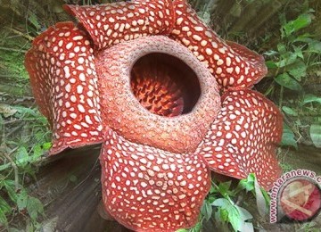 bunga raflesia