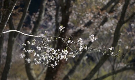 Bunga Sakura