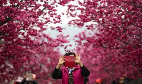 Bunga Sakura. Turis berfoto di bawah bunga sakura mekar di Taichung, Taiwan. Yae-Zakura adalah bunga sakura yang berlapis dua, lebih tebal dan kukuh dibanding bunga sakura satu lapis.