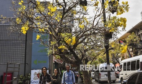 Jalan Braga diharapkan bisa menjadi destinasi wisata layaknya Kota Tua di Jakarta. Foto: Bunga Tabebuya (Tabebuia) bermekaran di sepanjang kawasan Jalan Braga, Kota Bandung, Senin (7/10). 