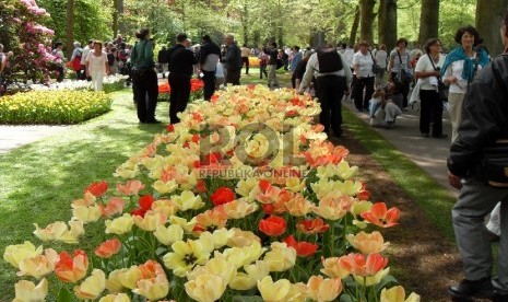 Bunga tulip di Den Haag.