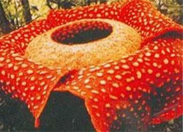 Rafflesia arnoldii blossomed at their natural habitat in the Nature Preserve of Taba Penanjung, in Bengkulu Tengah. The flower of Rafflesia arnoldii is 75 centimeter when blossoming and it would last for four days.