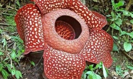 Bungga Rafflesia Arnoldii saat sedang mekar. 