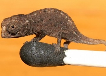 Bunglon Brookesia Micra