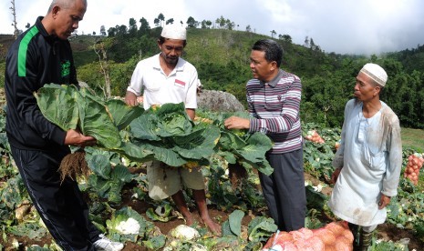 Ilustrasi petani Bantaeng sukses bercocok tanam.