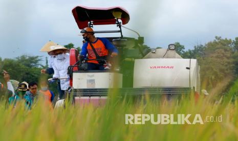 Bupati Banyuwangi Abdullah Azwar Anas (kiri) mengikuti panen padi menggunakan mesin di lahan percontohan (Demplot) Pupuk Kaltim di Banyuwangi, Jawa Timur, Sabtu (11/7/2020). Pada panen demplot kali ini, hasil panen padi mencapai 8,8 ton per hektare atau meningkat dibandingkan sebelumnya sekitar 4-6 ton per hektar. 