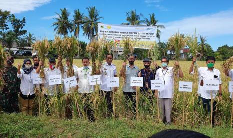 Bupati Barru bersama jajaran Kementerian Pertanian (Kementan) melakukan panen perdana di Kelompok Tani Syukur II Kelurahan Mangempang Kecamatan Barru Kabupaten Barru Provinsi Sulsel, Selasa (18/8). 