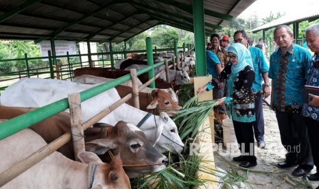 Bupati Indramayu, Anna Sophanah, memberi makan ternak sapi yang dihadirkan dalam Kontes Ternak Sapi Potong di Dinas Peternakan dan Kesehatan Hewan Kabupaten Indramayu, Kamis (9/11). Pemenuhan kebutuhan sapi di Jabar dan Indramayu selama ini sebagian besar di pasok dari luar daerah. 