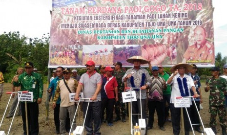 Bupati Kabupaten Tojo Una Una, Mohammad Lahay melakukan tanam perdana padi gogo varietas Inpago 8.