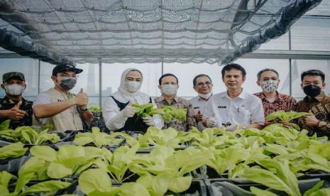 Bupati Karawang Cellica Nurrachadiana (ketiga kiri) menunjukkan sayuran seusai meresmikan greenhouse dan packing house di Kabupaten Karawang, Jawa Barat, Rabu (25/5/2022).