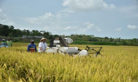 Varietas Inpari 42 adalah salah satu varietas yang banyak ditanam di area food estate Kalimantan Tengah. Peneliti BPTP Kalteng, Susilawati, mengatakan, hal itu tidak terlepas dari preferensi petani karena keunggulan yang dimiliki varietas tersebut.