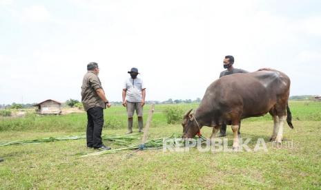 Musi Banyuasin Target Tingkatkan Populasi Sapi 60.000 Ekor.