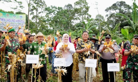 Bupati Pandeglang Irna Narulita saat panen jagung di Kabupaten Pandeglang, Banten.