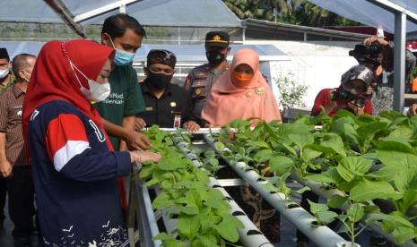 Bupati Purbalingga Dyah Hayuning Pratiwi saat momentum Panen Perdana Buah Melon, di kawasan Artansi, Desa Karangpucung, Kabupaten Purbalingga, Selasa (9/8/22).