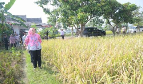 Bupati Purwakarta Anne Ratna Mustika saat meninjau areal sawah yang ditanami varietas unggul jenis Inpari IR Nutri Zinc. 