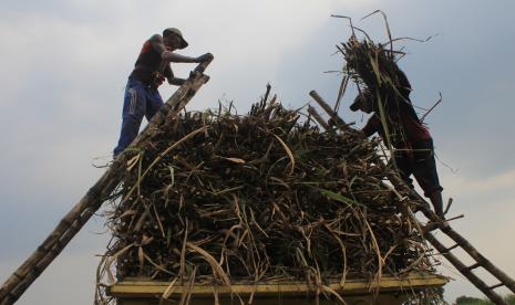 Buruh angkut menaikkan tebu ke atas truk di Kecamatan Diwek, Kabupaten Jombang, Jawa Timur, Rabu (10/8/2022). Menurut pengakuan petani, saat ini harga jual tebu cukup stabil, karena pabrik?gula melakukan pembelian dengan harga berkisar Rp77 ribu per kuintal untuk rendemen paling rendah 7 persen.