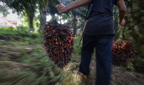 Buruh kerja memanen kelapa sawit di Desa Sukasirna, Cibadak, Kabupaten Sukabumi, Jawa Barat, Jumat (13/7). 