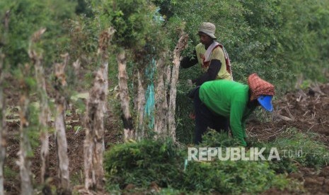 Buruh memanen daun kayu putih (ilustrasi)