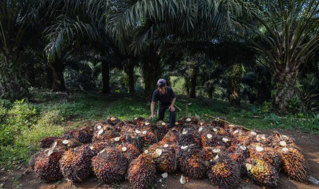 Buruh memanen kelapa sawit. ilustrasi