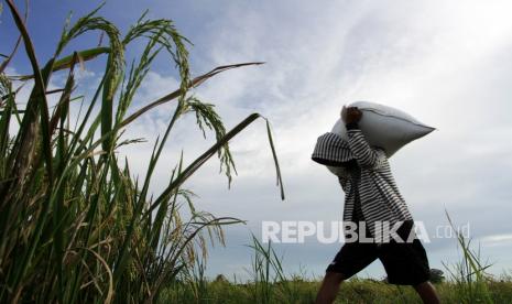 Buruh mengangkut karung berisi gabah di area persawahan Bontomanai, Kabupaten Gowa, Sulawesi Selatan, Jumat (11/3/2022). Badan Pusat Statistik (BPS) mencatat rata-rata buruh tani, buruh bangunan, hingga asisten rumah tangga mengalami kenaian sepanjang Februari 2022.