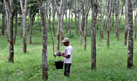 Buruh menuangkan getah karet hasil sadapan ke dalam ember di Hutan Karet Tuntang, Kabupaten Semarang, Jawa Tengah, Kamis (4/2). 