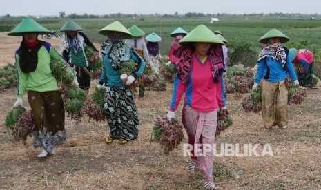 Buruh pembersih bawang 