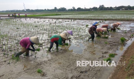 Buruh tani di Desa Kalijati, Kecamatan Jatisari, Karawang, sedang tanam (tandur) padi. musim hujan memang menjadi tantangan yang harus diantisipasi petani. Terlebih di daerah-daerah yang rawan banjir yang kerap menjadi langganan di sejumlah titik di Karawang setiap tahunnya.