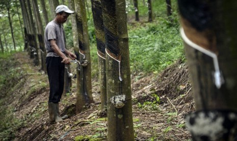 Rubber plantation.