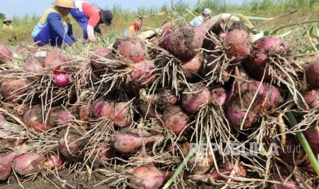 Buruh tani memanen bawang merah di area persawahan Desa Paron, Kediri, Jawa Timur, Kamis (25/7/2019). 