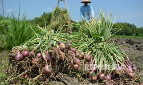 Buruh tani memanen bawang merah di Desa Tondowulan, Kecamatan Plandaan, Jombang, Jawa Timur, Senin (18/2/2019).