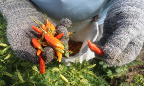 Buruh tani memanen cabai rawit di area persawahan Desa Paron, Kediri, Jawa Timur, Selasa (8/3/2022). Dampak perubahan iklim dirasakan nyata oleh petani karena berimbas pada cuaca tak menentu sehingga menganggu pola tanam cabai.